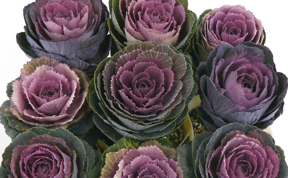 ハボタン　カフェモカ<