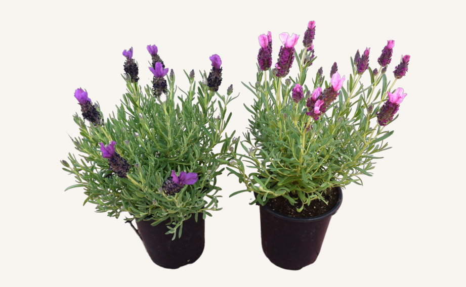 ラベンダー　バンデラ シリーズ<