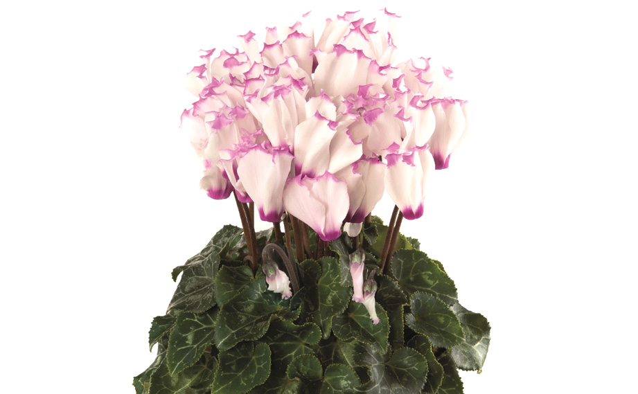 シクラメン F1　スマーティス ビクトリア シリーズ<