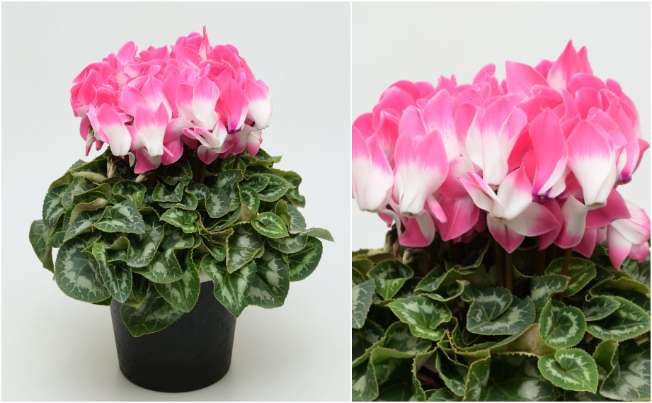 シクラメン F1　フュージョン ラージ ネオンピンク<