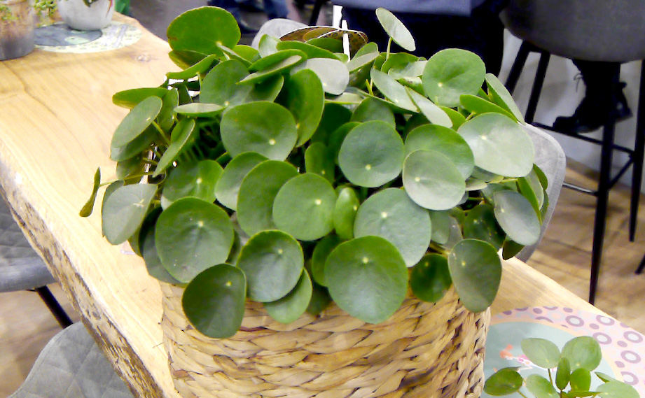 ピレア　ペペロミオイデス<