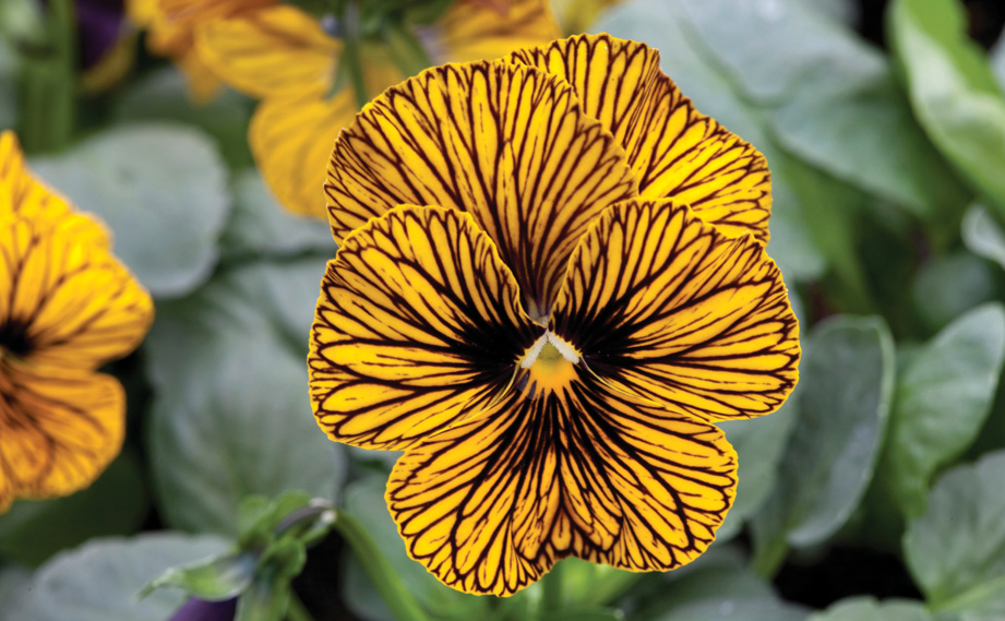 ビオラ F1　タイガーアイ シリーズ<