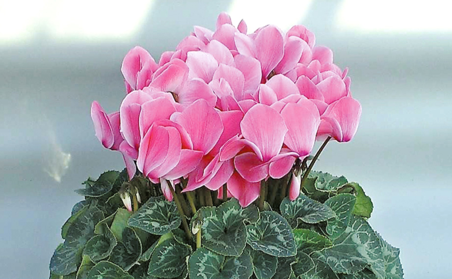 シクラメン　セレナ シリーズ<