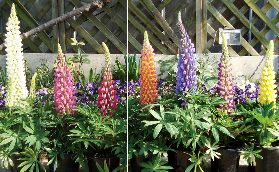 ルピナス　スプリングスマイル<