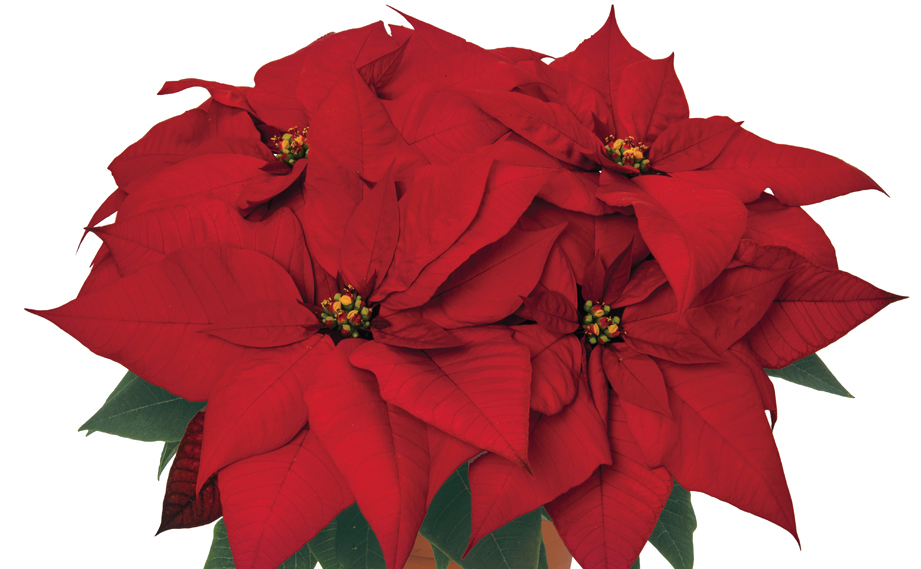 ポインセチア　フェラーラ<