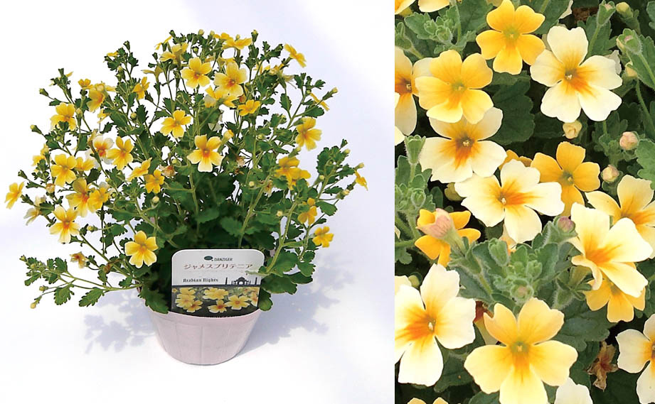 ジャメスブリテニア　スターダム シリーズ<