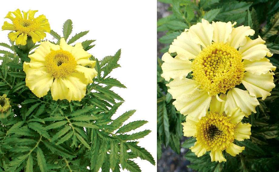 マリーゴールド フレンチ　デイジーホイールレモン<