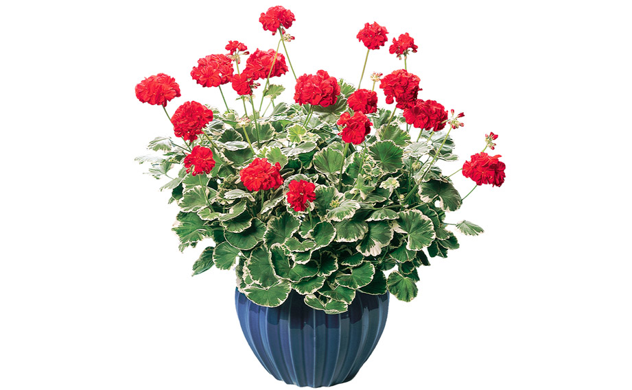 ゼラニウム　ファンシーリーフ<