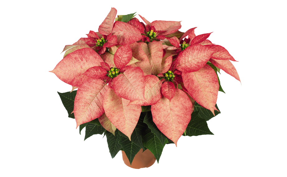 ポインセチア　プレミアムピカソ<