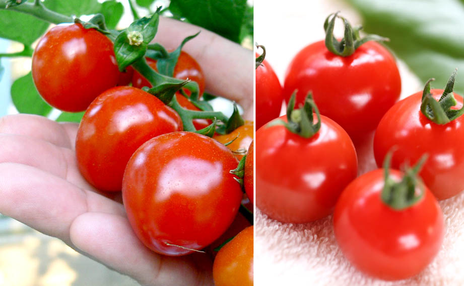 ミニトマト　リコピーナ レッド<