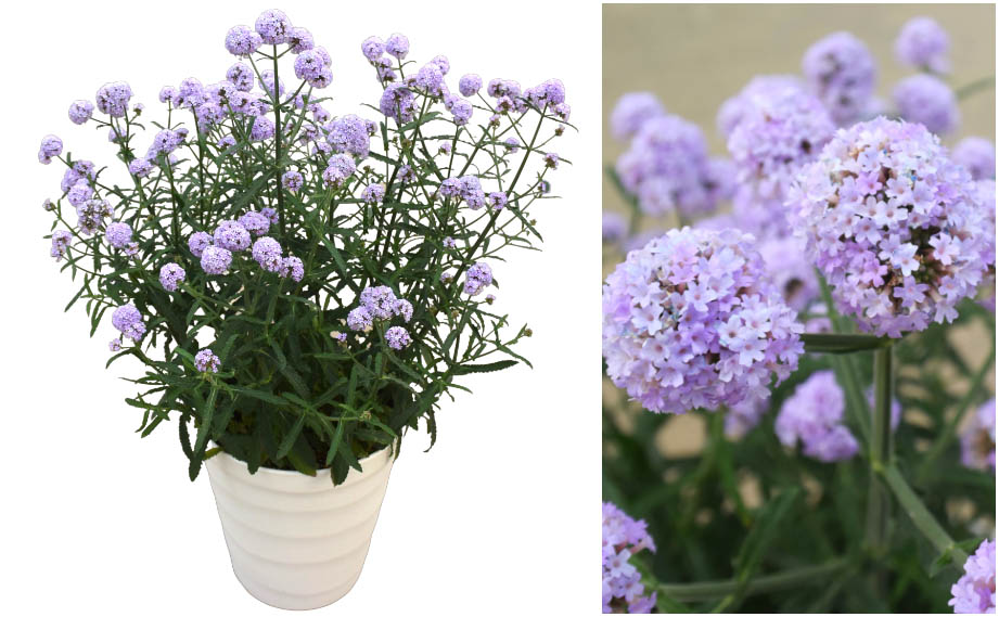 バーベナ　メテオールシャワー<