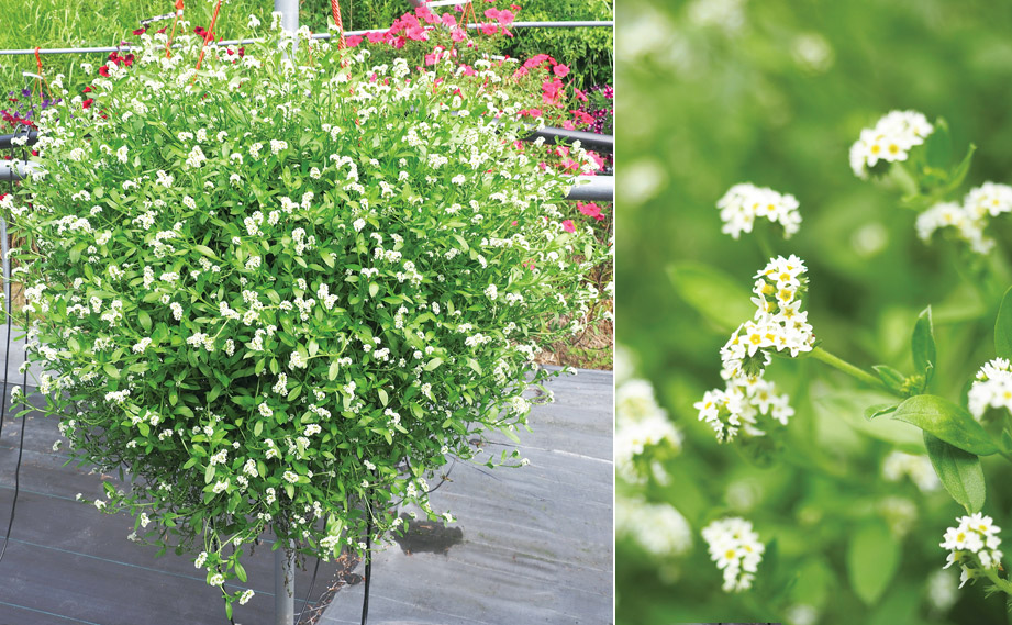 ヘリオトロープ　ブライドパール<