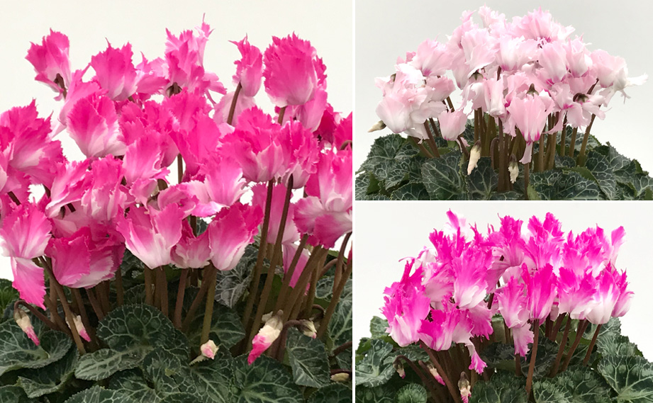 シクラメン　大内ラビリンス<