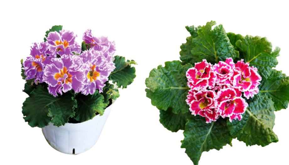 プリムラ アコーリス　シルバーエッジ シリーズ<