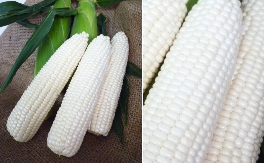 トウモロコシ　ホワイトショコラ<