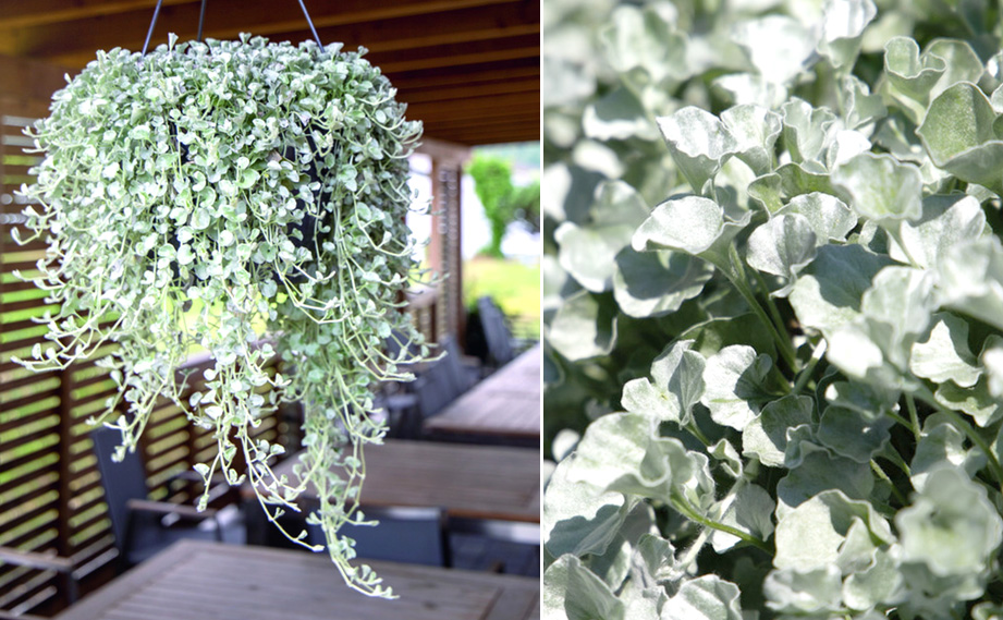 ディコンドラ　シルバーサーファー<