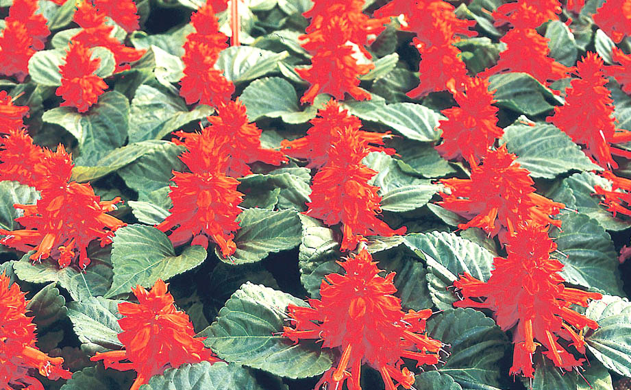 サルビア スプレンデンス　レッドアラート<