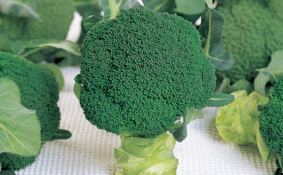 ブロッコリー　ウインタードーム<