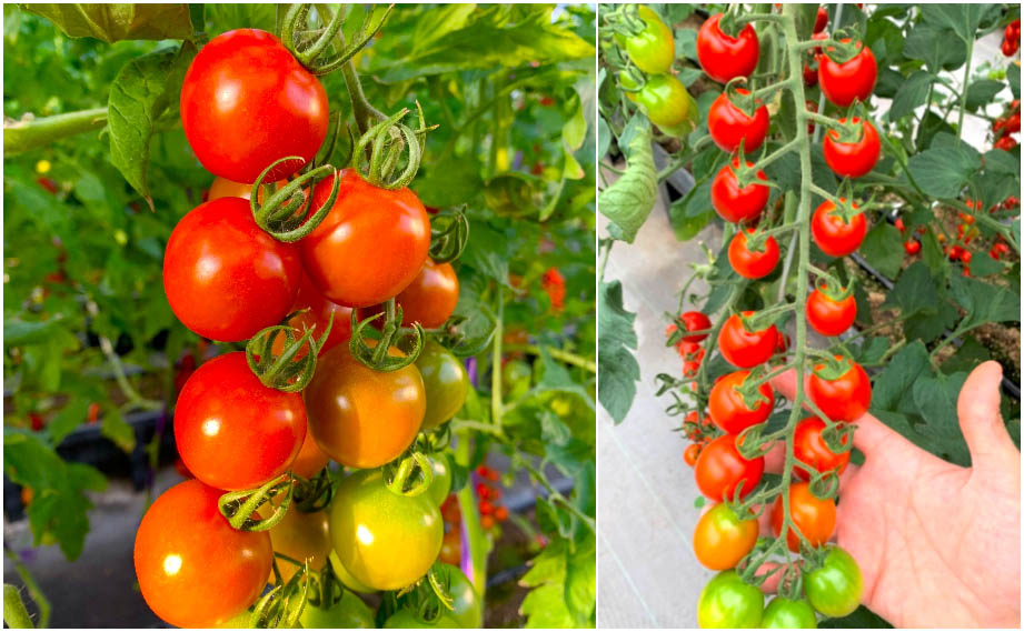 ミニトマト　ドルチェレッド ミニ<