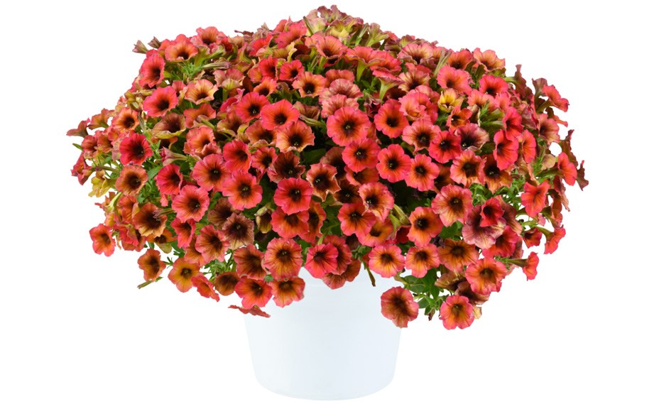 ペチュニア　カスカディアス<