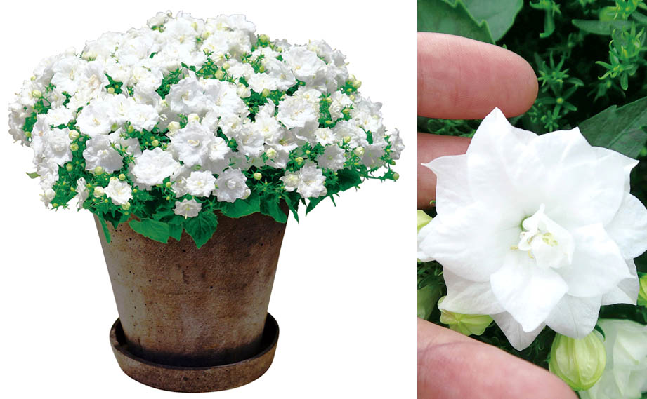 カンパニュラ　ホワイトライクミー<