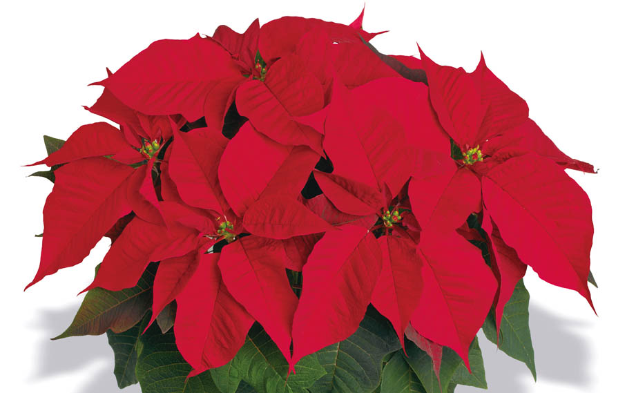 ポインセチア　イタリアンレッド<