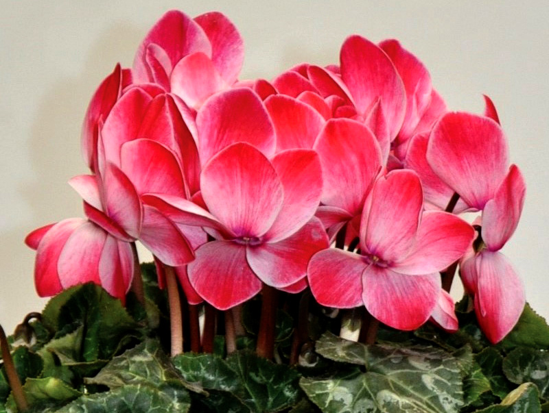 シクラメン　松尾シャワー シリーズ<