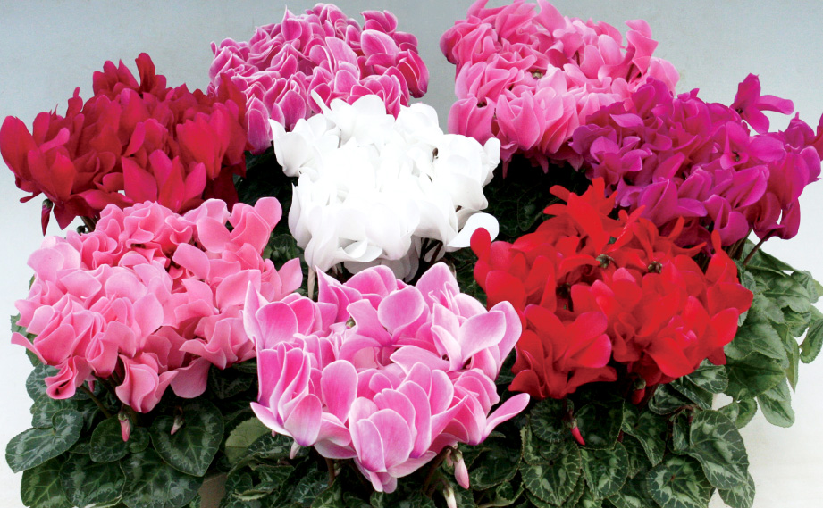 シクラメン F1　アリア<