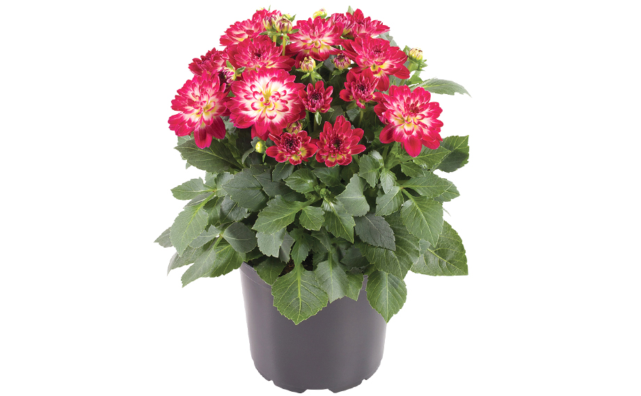 ダリア　ミニ シリーズ<