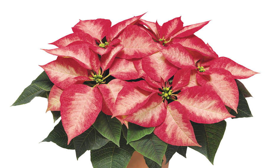 ポインセチア　プレミアムファミリー<