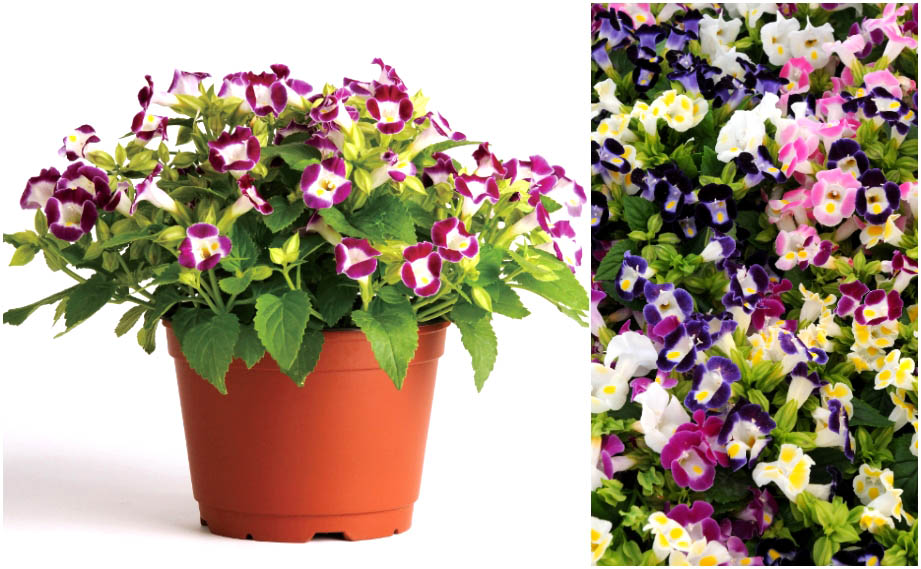 トレニア　カウアイ シリーズ<