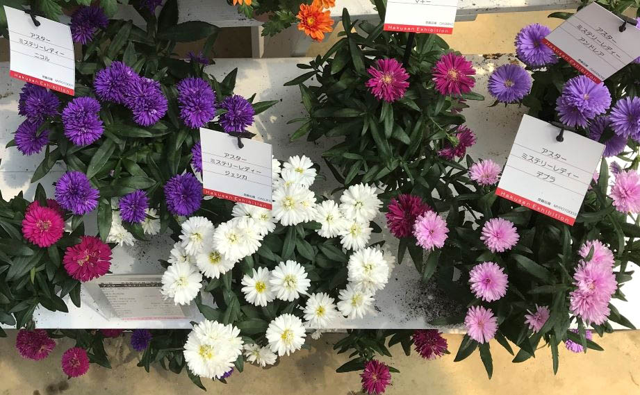 アスター　ミステリーレディ シリーズ<