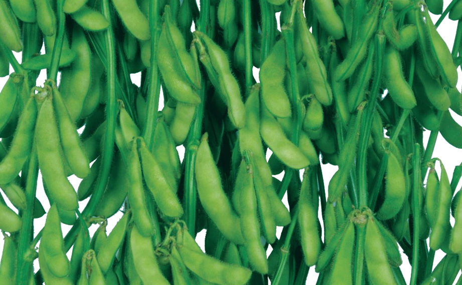 エダマメ　味風香<