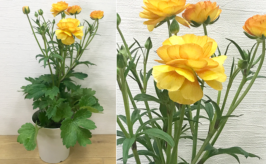 ラナンキュラス　ラックス シリーズ<