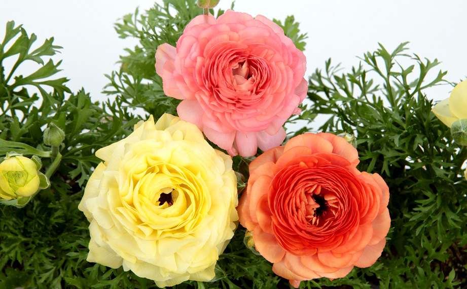 ラナンキュラス F1　ワンダーランドiQ<