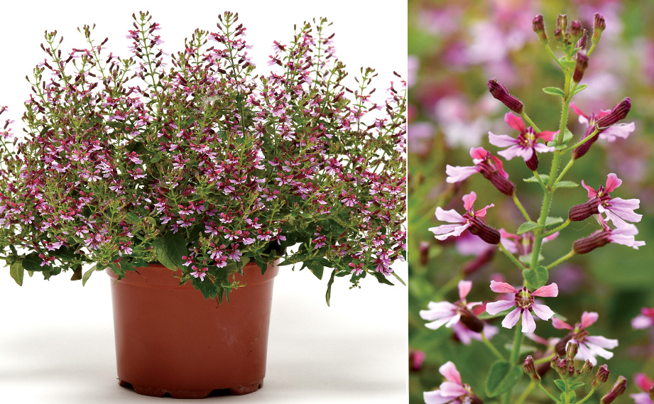 クフェア　ピンクシマー<