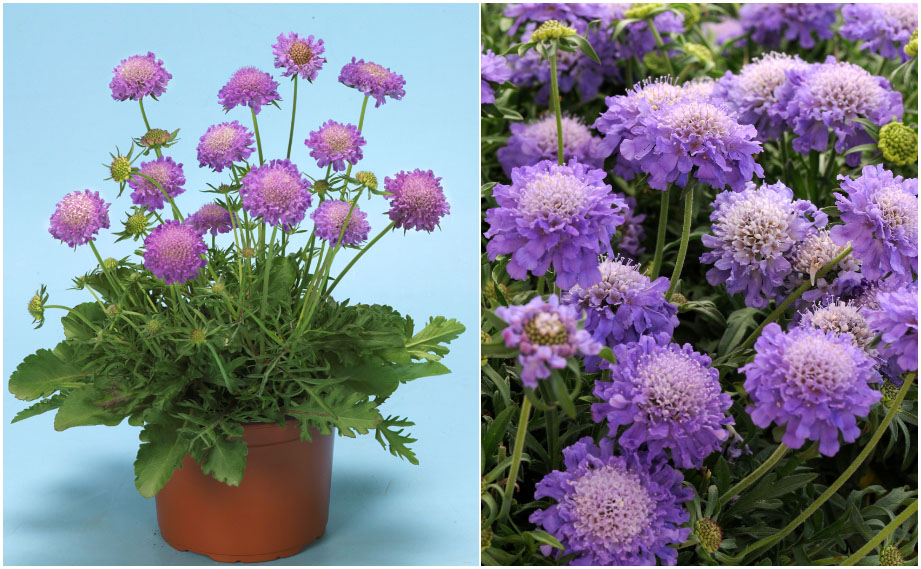 スカビオーサ　ブルーノート<