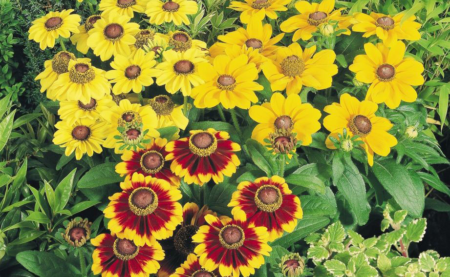 ルドベキア　トト シリーズ<