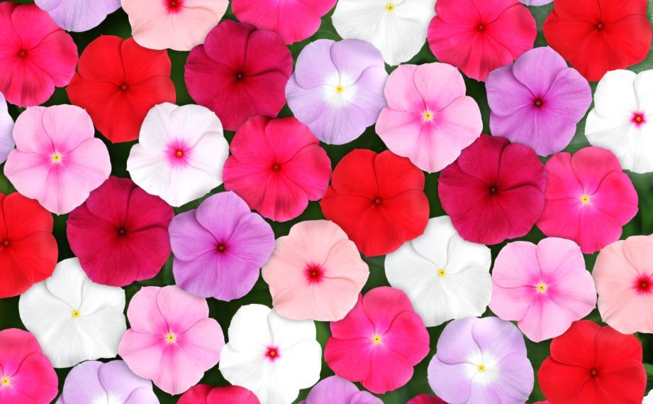 ビンカ F1　タイタン シリーズ<