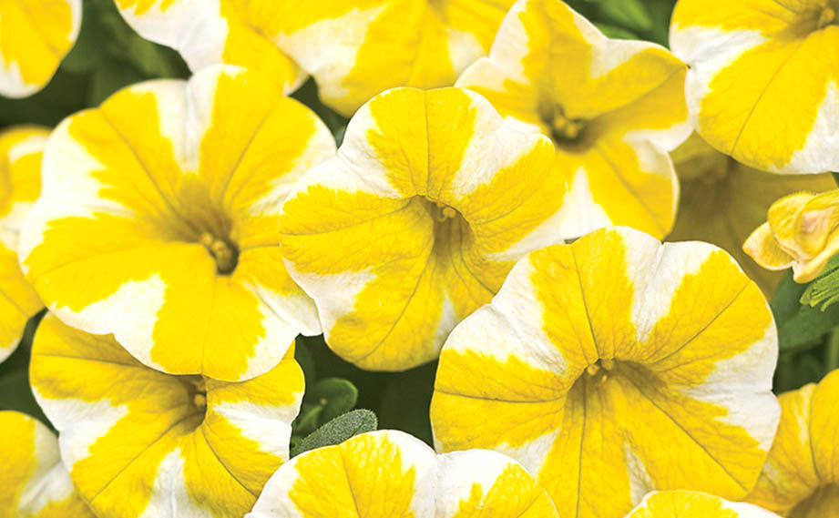 カリブラコア　スーパーベル シリーズ<