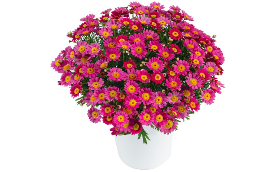 マーガレット　アンジェリック<