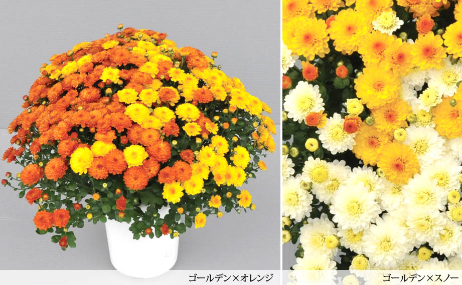 ガーデンマム　ミックス植え企画<