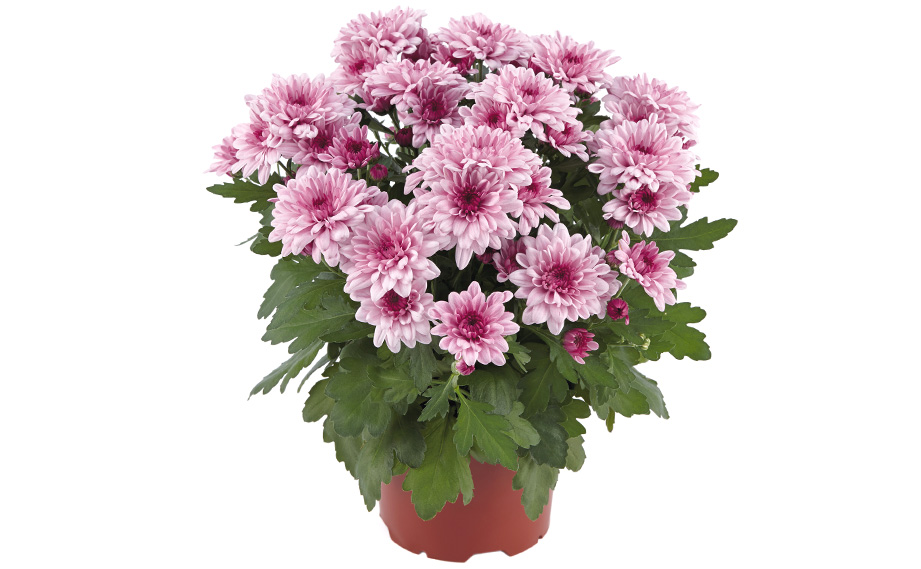 ポットマム　マウントオビスク シリーズ<