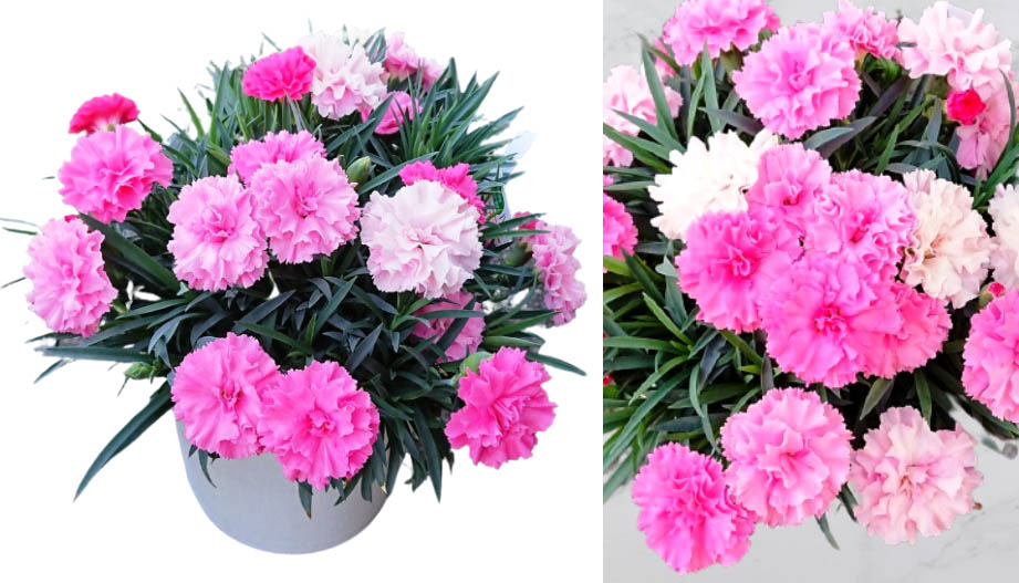 カーネーション　アイラブユー<