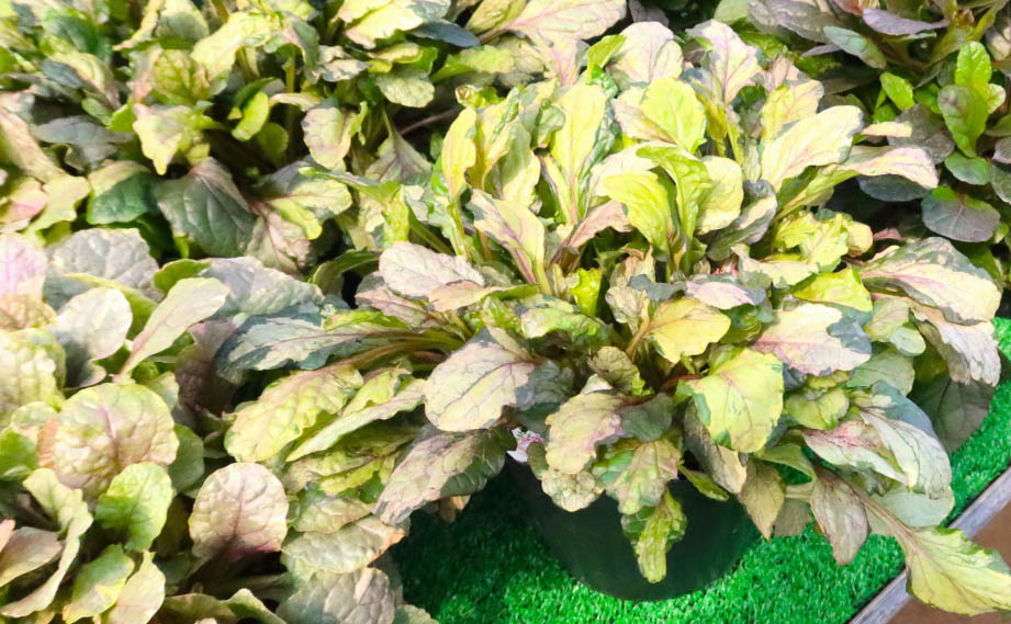 アジュガ　ラテアート<