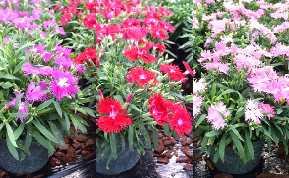 ダイアンサス F1　スープラ シリーズ<