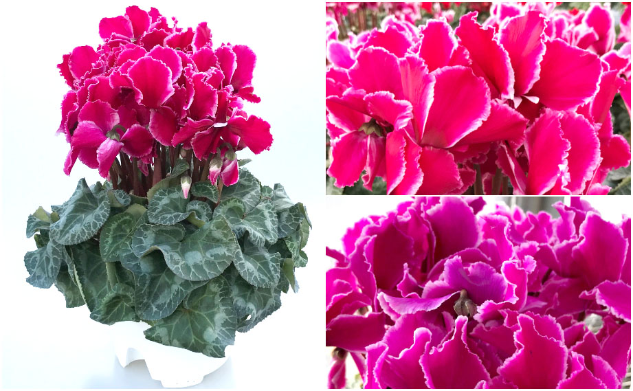 シクラメン　松尾シルバーエッジフリル<