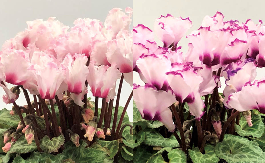 シクラメン　ラブリーパフュームビクトリア<