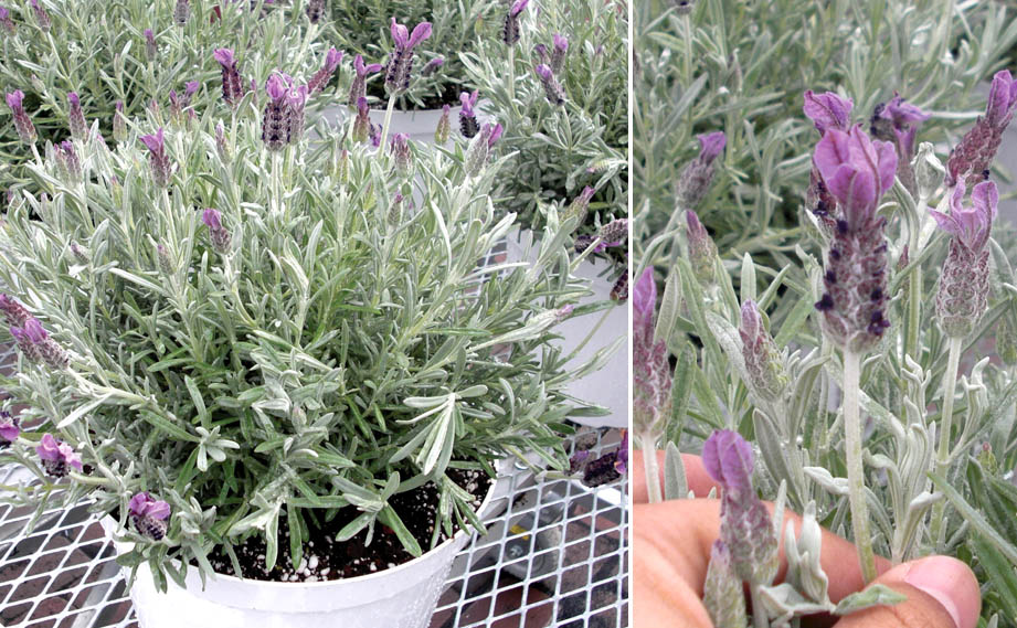 ラベンダー　シルバーアヌーク<