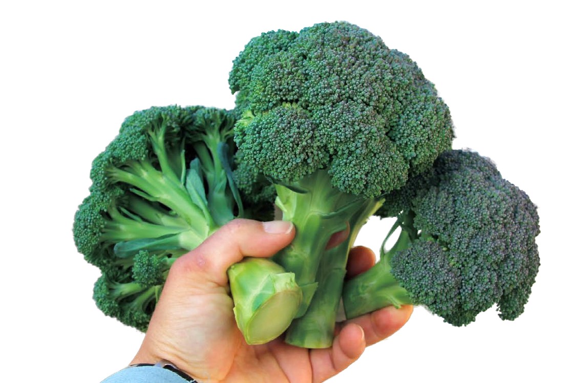 ブロッコリー　夢ひびき<